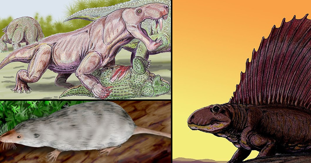 Info Hewan  Tumbuhan Prasejarah Sinapsida ordo mamalia  