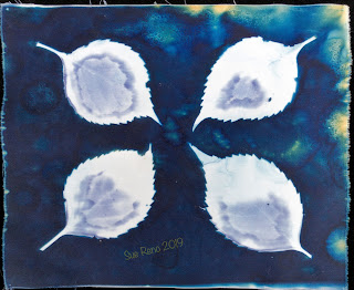 Wet cyanotype -Sue Reno_Image 662