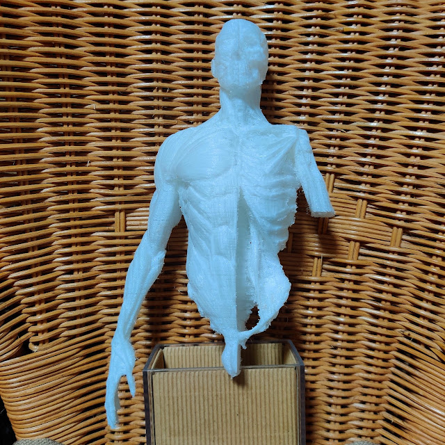 人体模型の写真