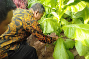 Panen Perdana, Optimis Target Kebun Ajong Terlampaui 