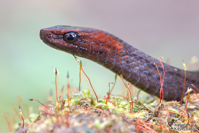 Amastridium veliferum - Rustyhead Snake