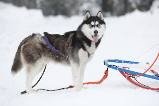 Siberian Husky Snow Dogs HD Wallpapers 