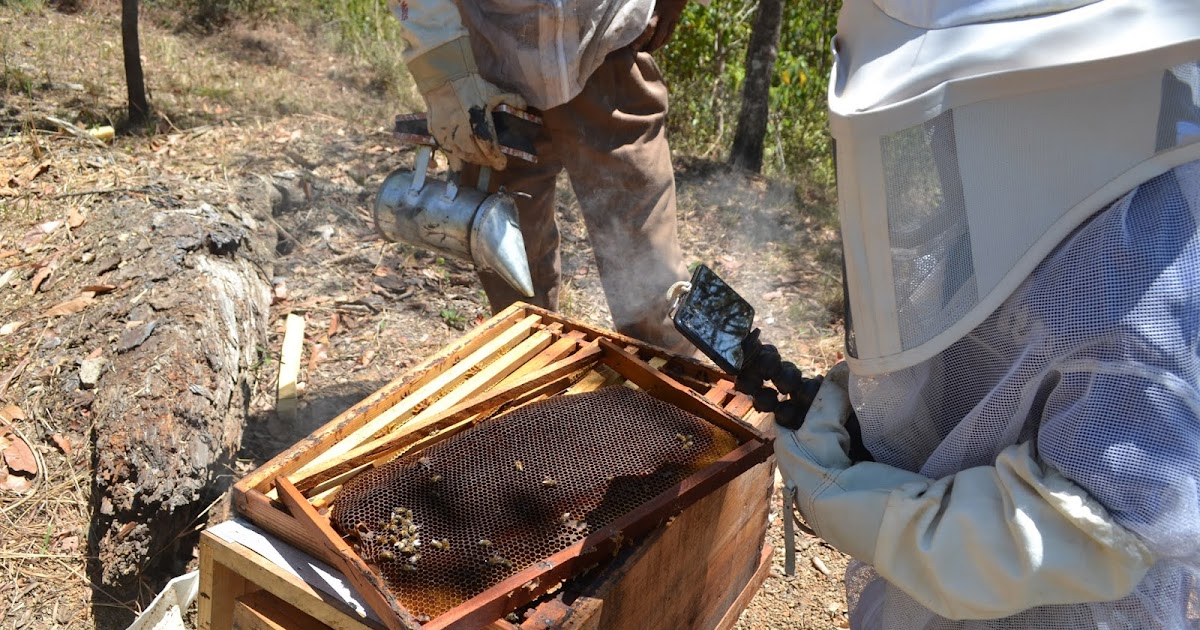 La Historia detrás de la Apicultura.