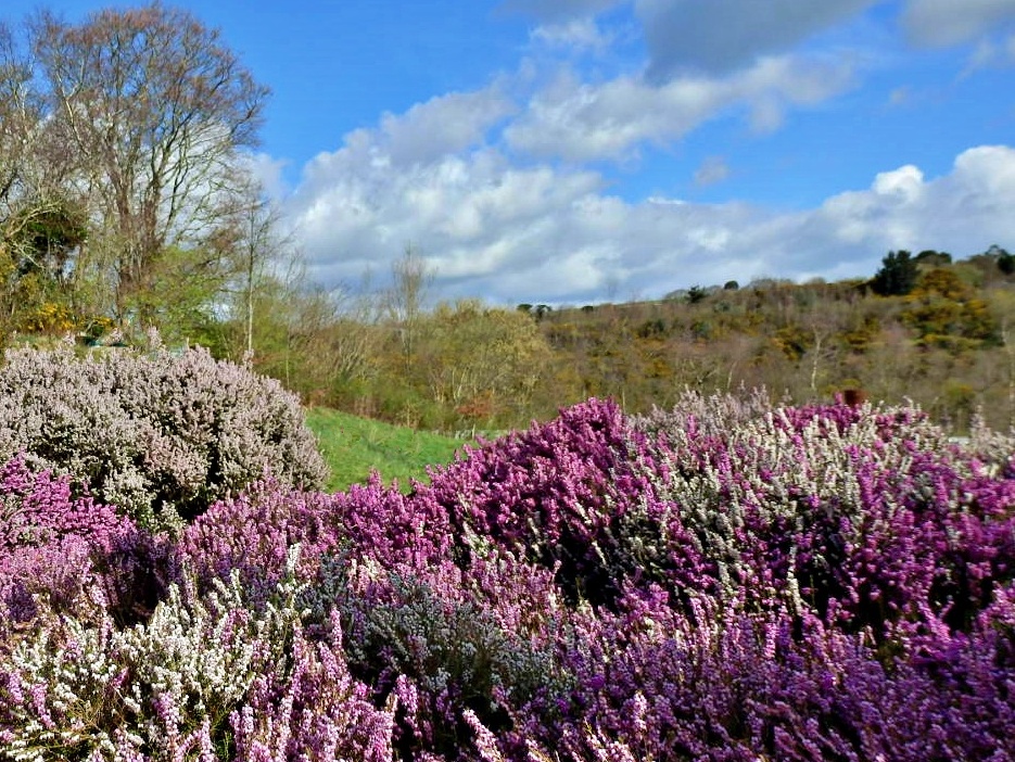 Mike's Cornwall Flowers This Year In Cornwall