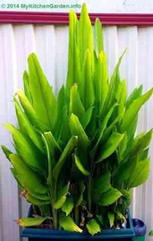 Growing Turmeric in a Pot