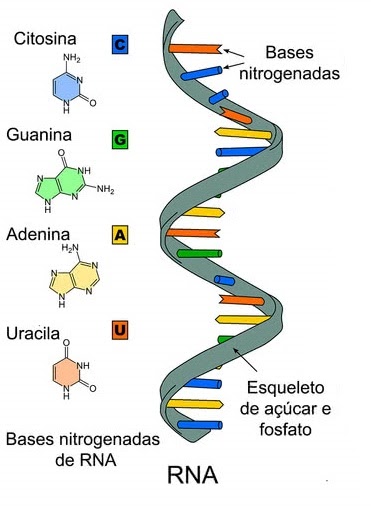 RNA | Biologia: A ciência da vida