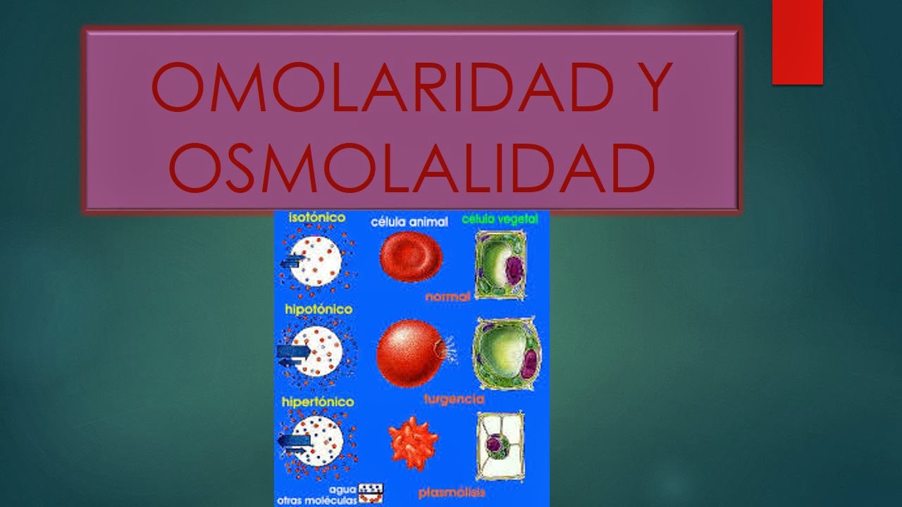 Fisiología Basica De Rafael Oswaldo Pacheco I Osmolaridad Y Osmolalidad