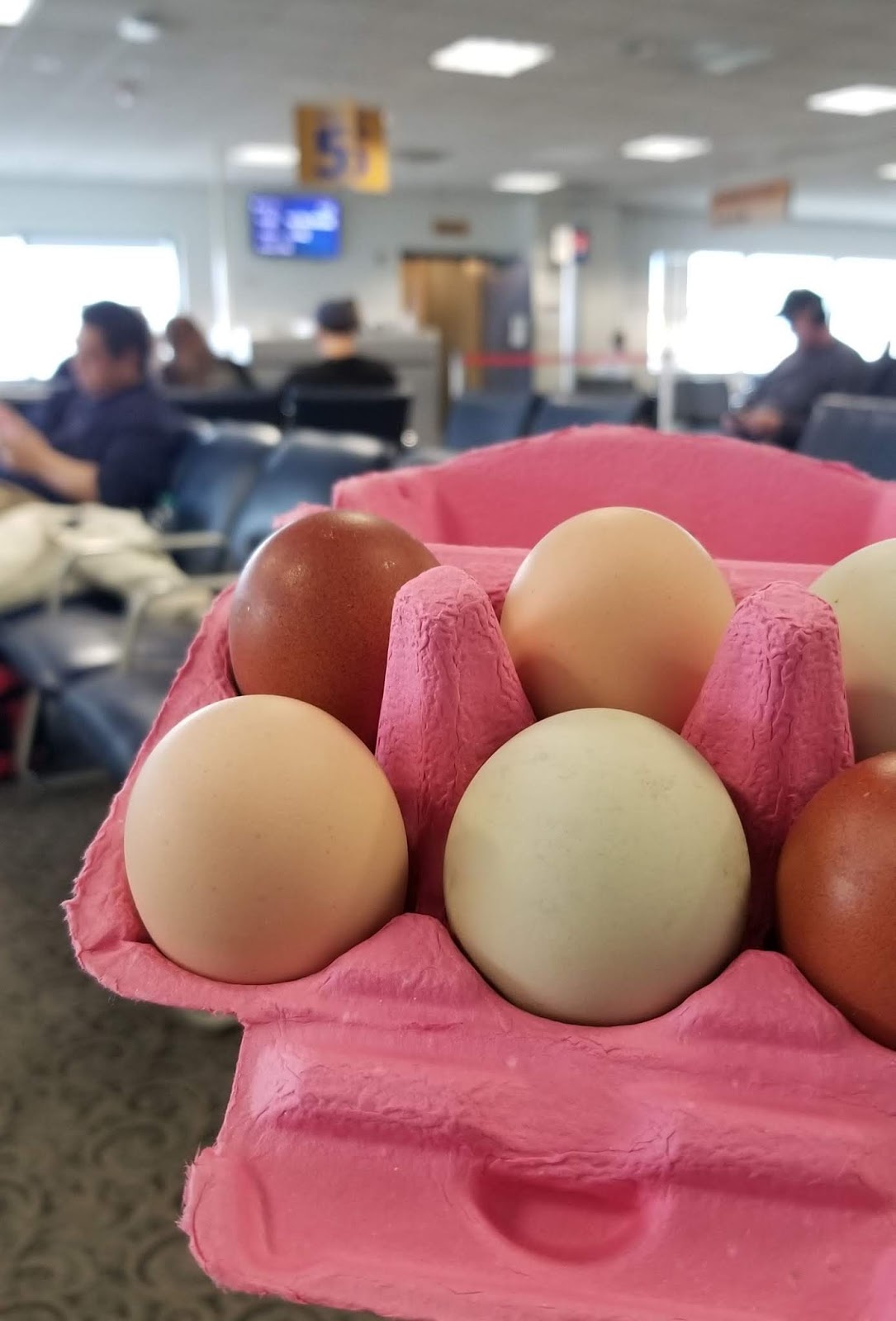 can you bring eggs on a plane