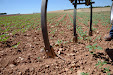 Harrowing sunflowers