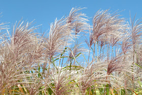 Fall Miscanthus sinensis Maiden Grass seedheads at Toronto Music Garden by garden muses-not another Toronto gardening blog 