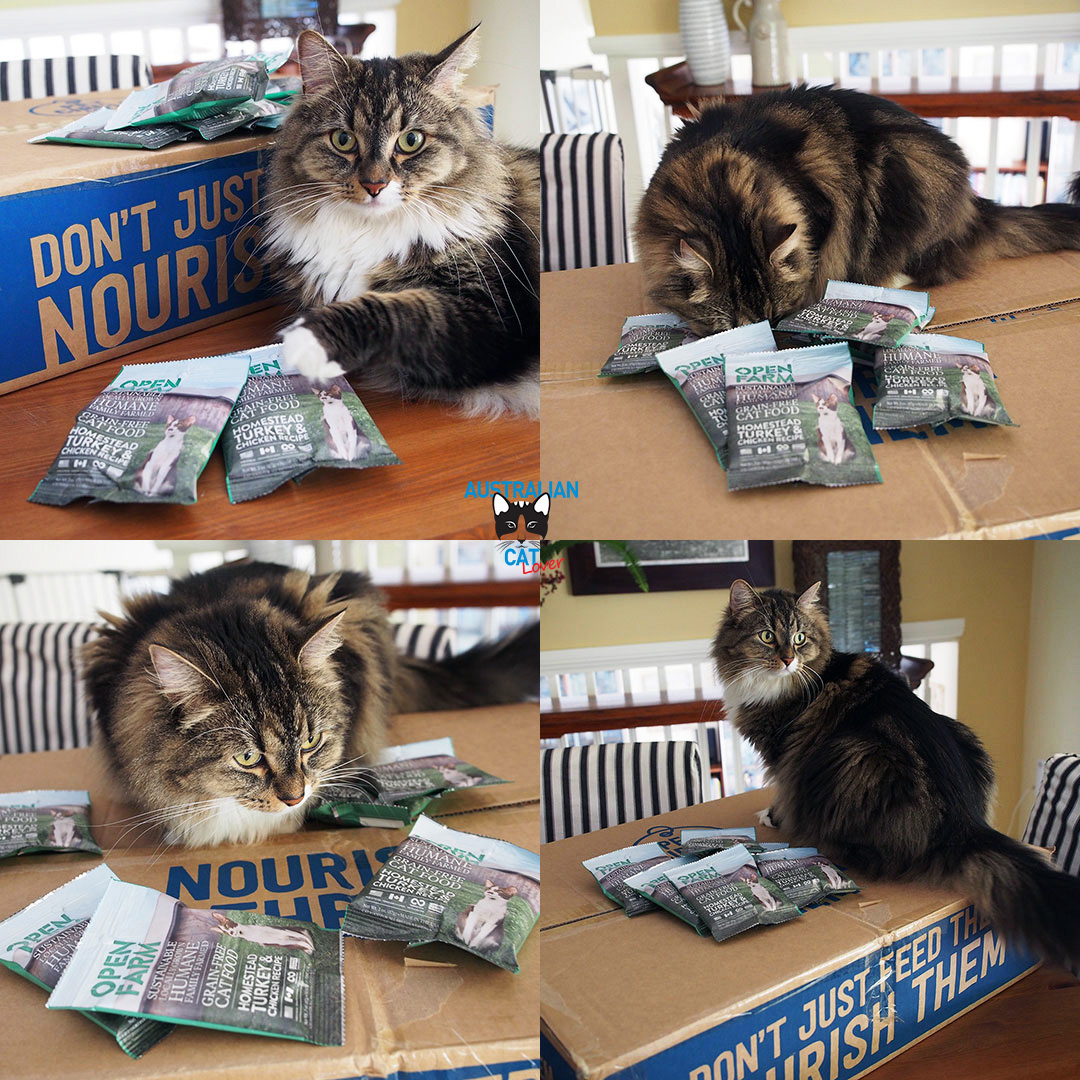 Open Farm Wild-Caught Salmon Cat Food Review | Australian Cat Lover