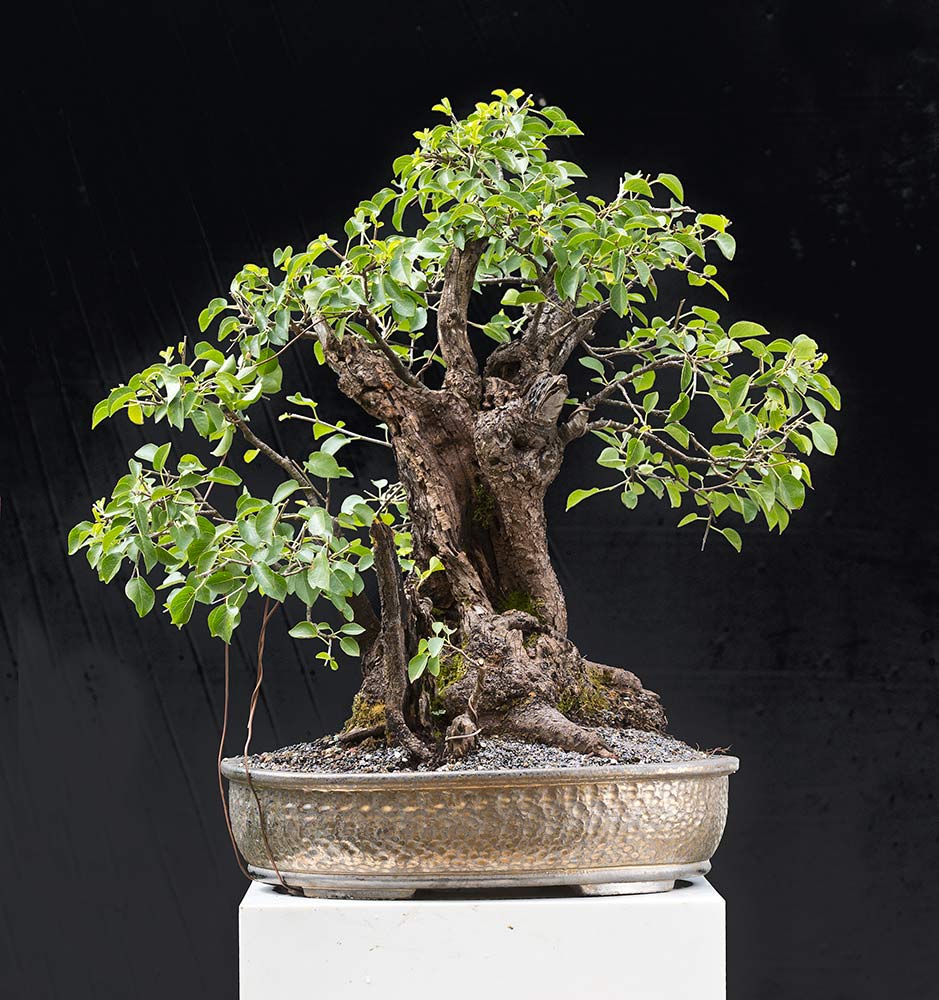 Walter Pall Bonsai Adventures Wild Cherry 45