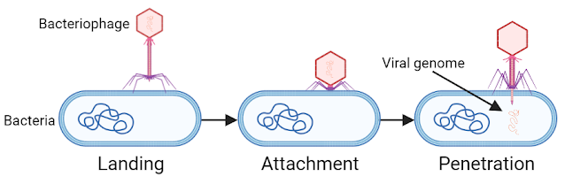 life cycle of bacteriophage