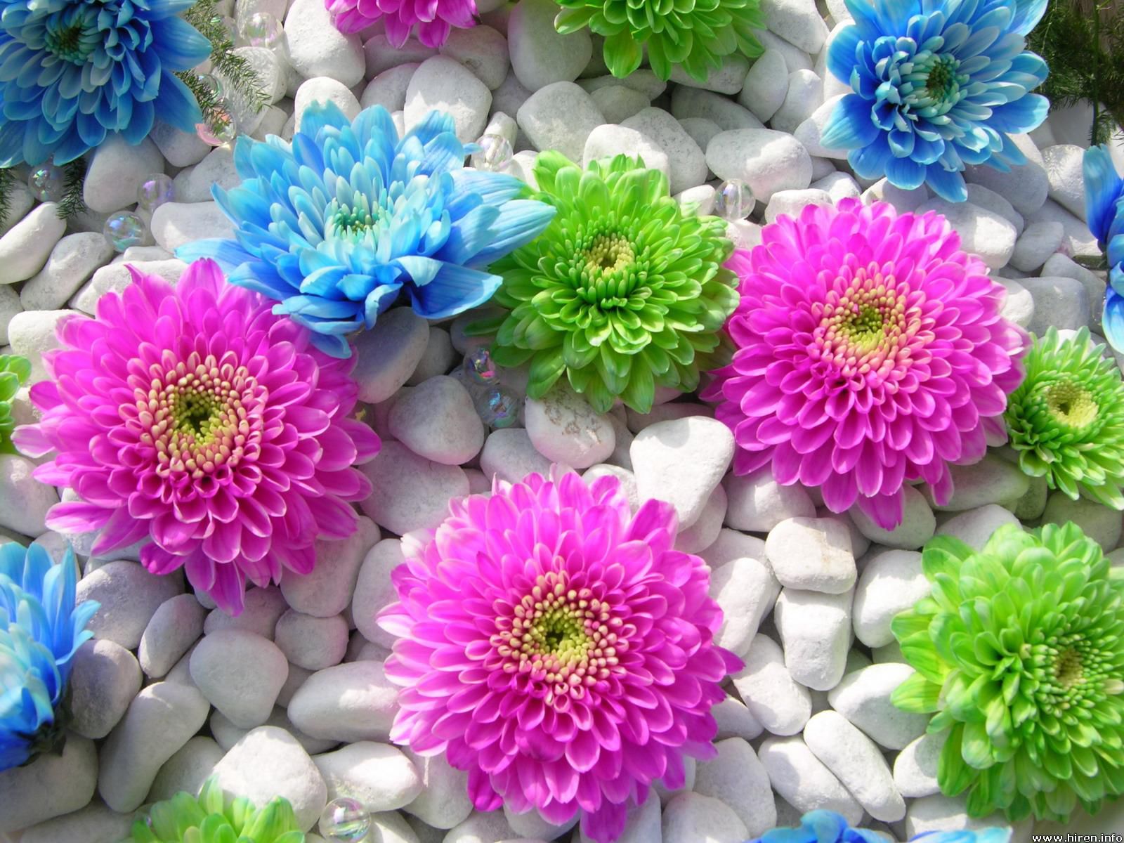 Top Level Beautiful Wallpaper Download Free