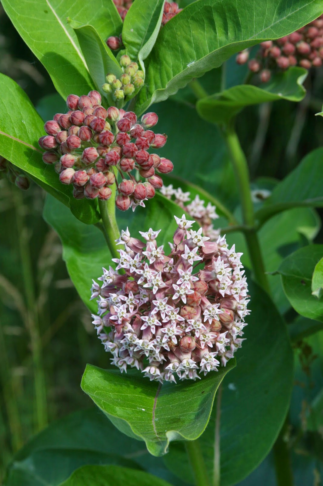 Isabella Conservation District Environmental Education Program Plant