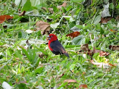 Birds in Uganda: Black-bellied Seed-Cracker