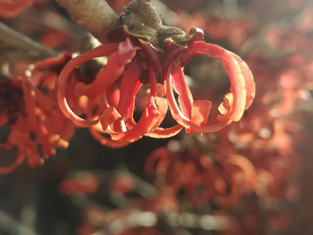 hamamelis Diane