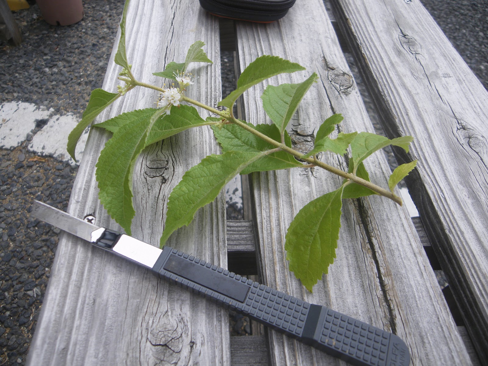 ムラサキシキブ 紫式部 を挿し木で増やす メダカの大工