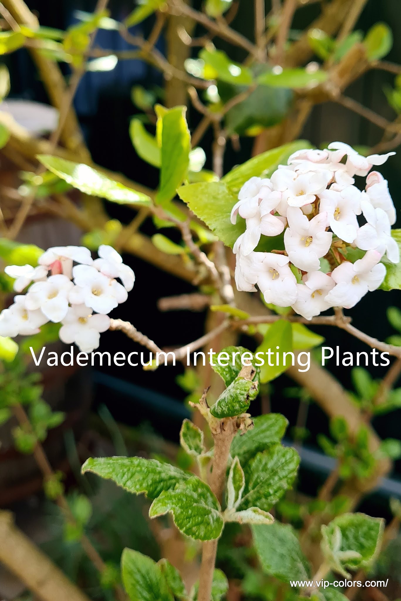 Vademecum Interesting Plants Viburnum × carlcephalum Kalina angielska