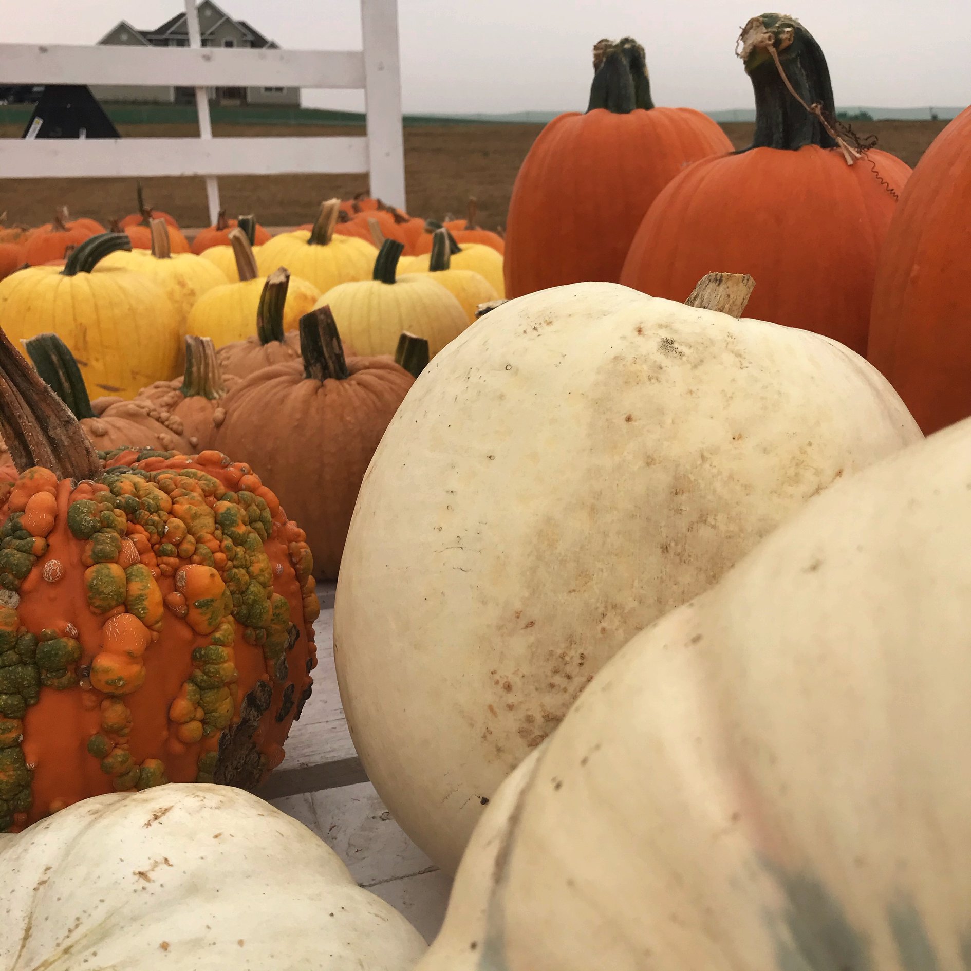 Siouxland Pumpkin Patches