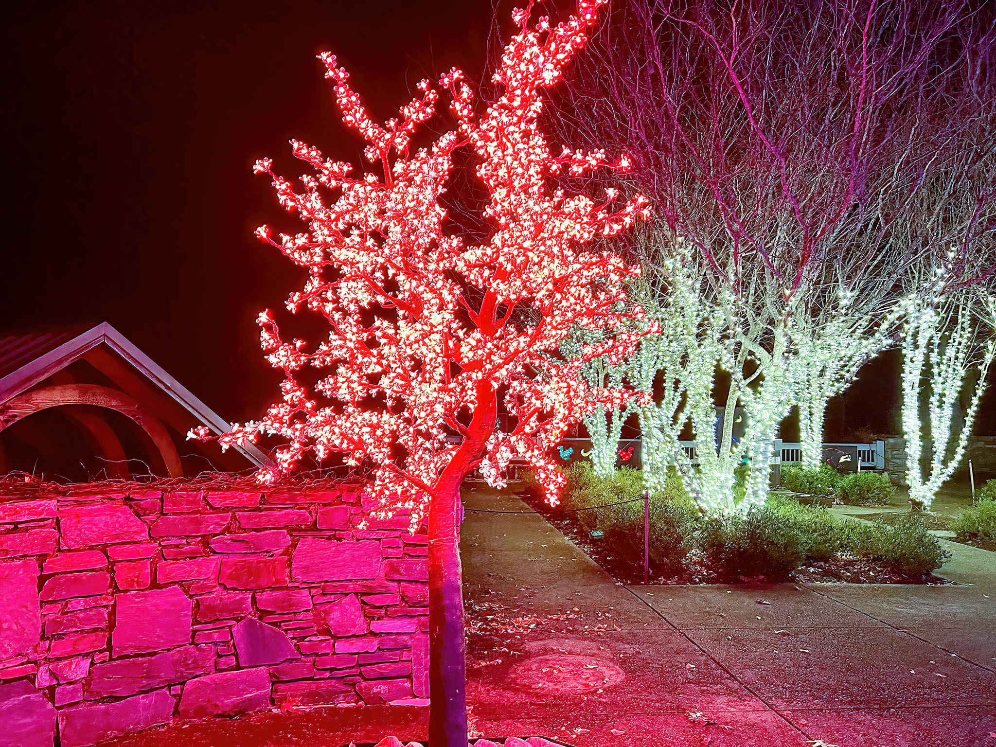 Bubba's Garage Photos from the NC Arboretum Winter Lights