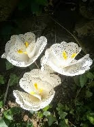 http://www.decoraydiviertete.net/2014/05/flores-utilizando-blondas-de-papel-un.html