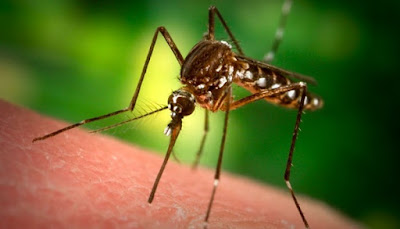 Derita Belum Berakhir, Sebanyak 128 Orang Di Lombok Terinfeksi Malaria