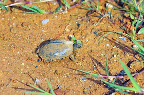 baby turtle, mud