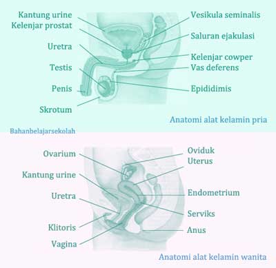 anatomi alat reproduksi manusia