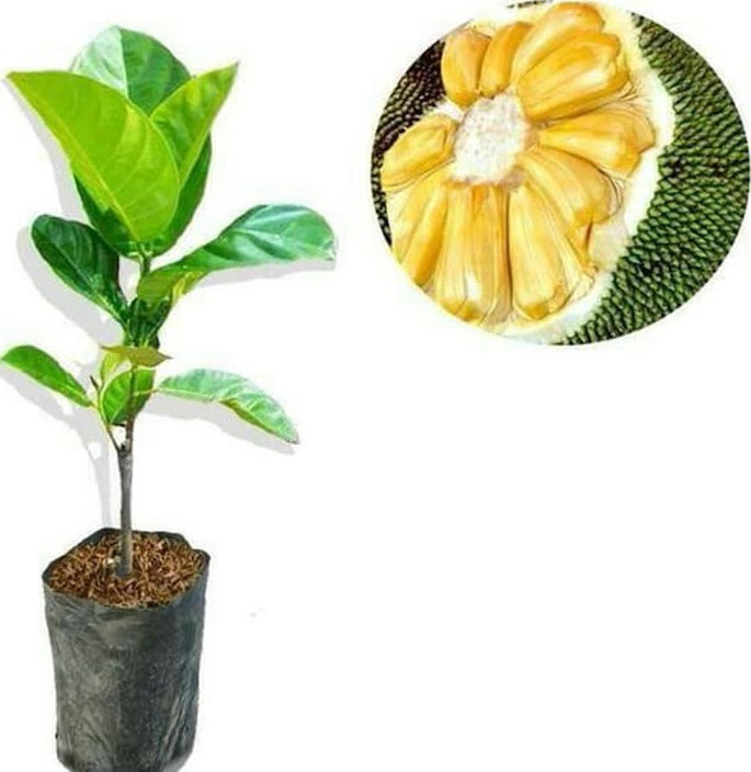 Bibit Nangka Madu Jakarta