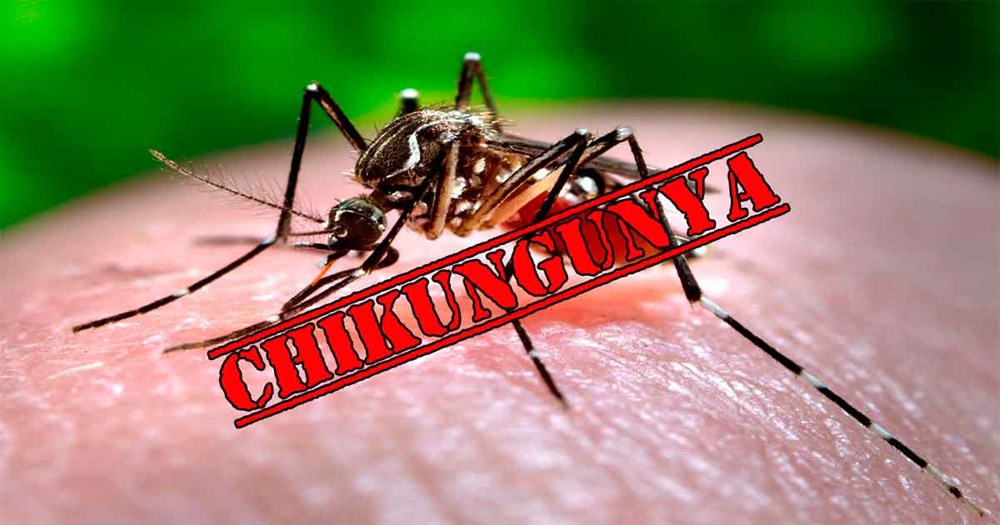 TÌM HIỂU VỀ BỆNH CHIKUNGUNYA Sốt xuất huyết và bệnh Chikungunya: Sự khác biệt là gì?