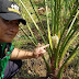 Pohon Kurma MGG - Magetan Green Garden