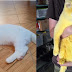 Gato faz tratamento contra infecção fúngica, é curado mas agora é amarelo