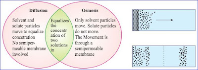 Functions of Plasma Membran