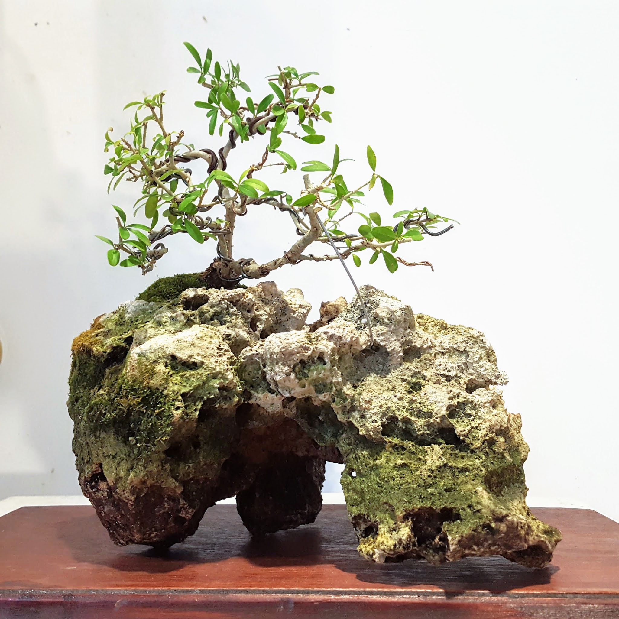 Heart of Texas Bonsai