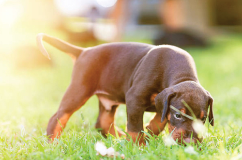 What Can I Give My Dog For Gassy Stomach What Can I Give My Dog For Gassy Stomach