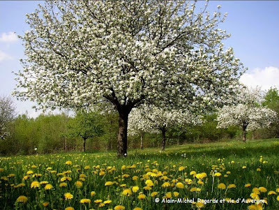 nature au printemps, arbres en fleurs