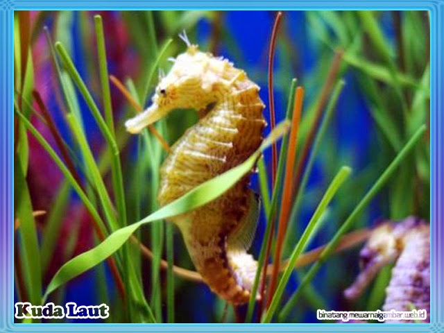 Nama Binatang Huruf Gambar Kuda Laut Kodok