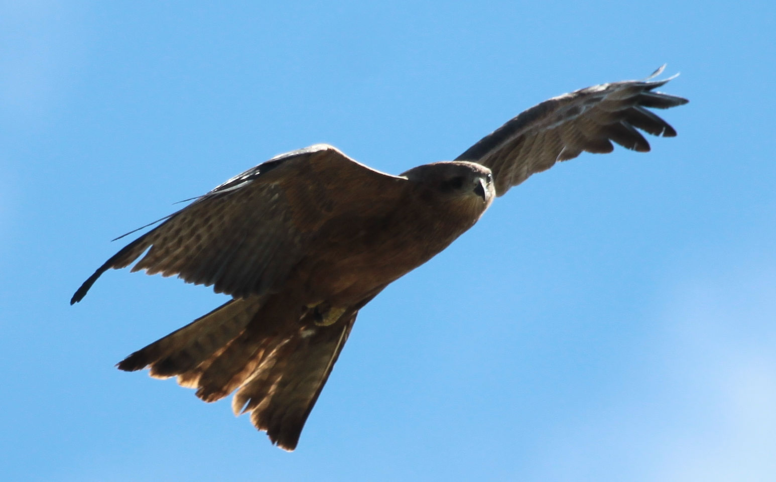 Richard Waring's Birds of Australia Kites around the backyard bird