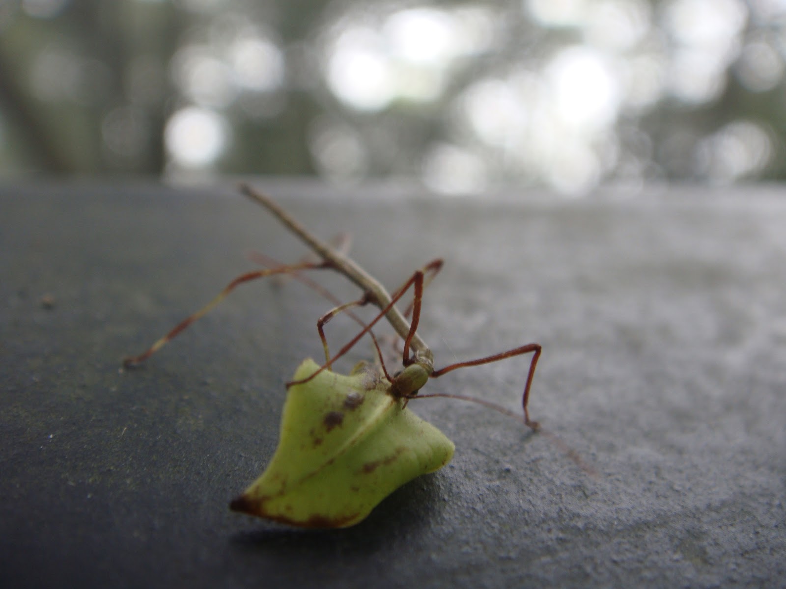 do caterpillars eat stick insects