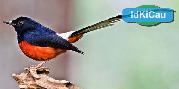 Kabar Terbaru Harga Murai Kerikil Lengkap Semua Daerah