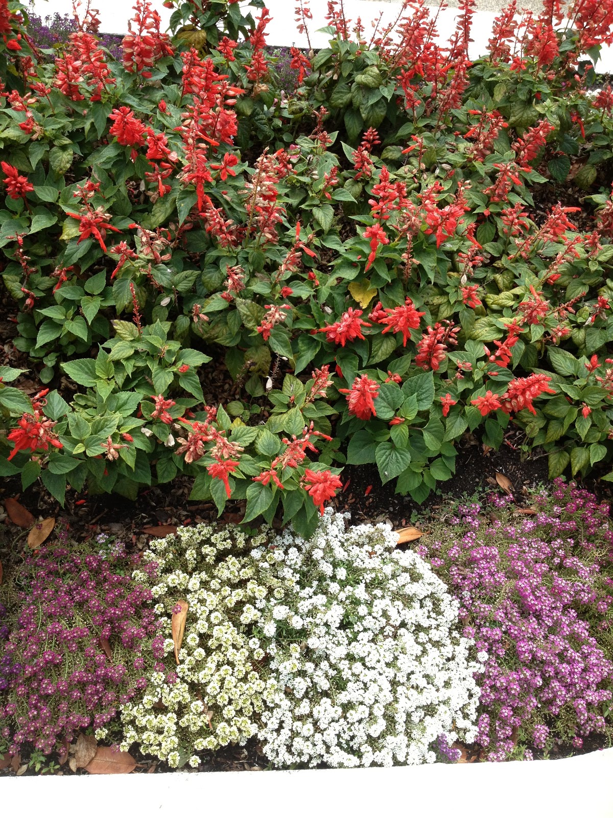 Retired and Loving It New Zealand Temple and Hamilton Gardens