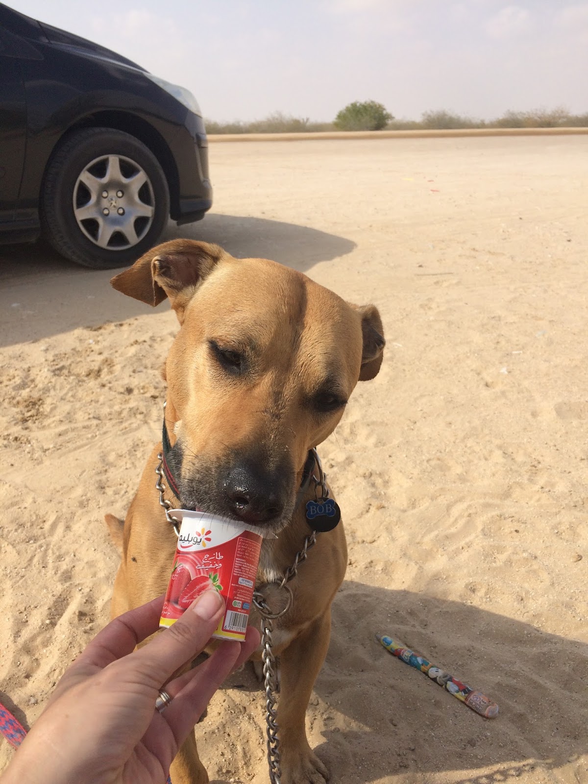 Expat Life with Chickenruby Dogs for adoption in Dubai with Animal Tales