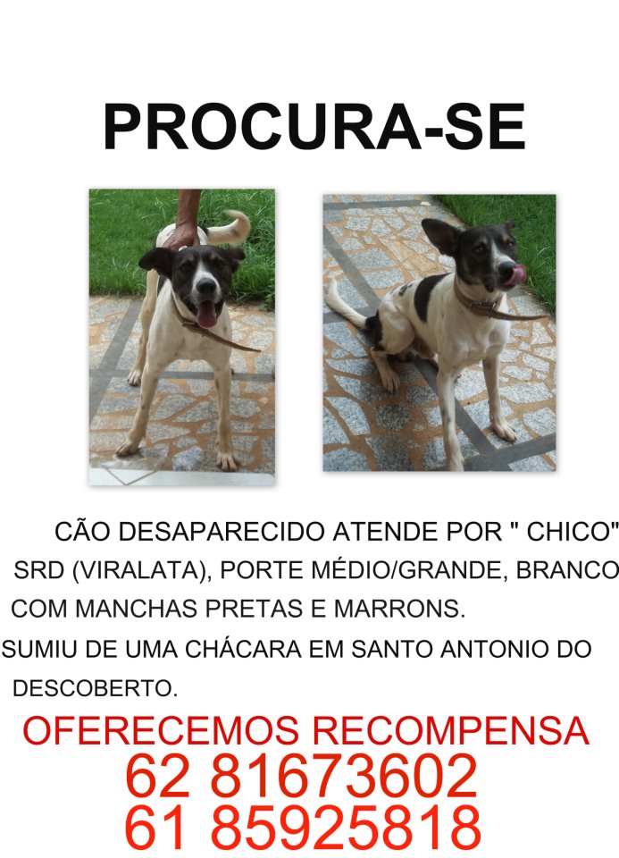 Desaparecido Chico (Santo Antonio Do DescobertoGO) Cão Nosso De