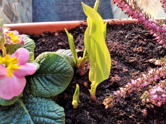 Lirio de los valles o Muguet (Convallaria majalis L.).