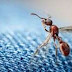 Swarm of flying ants appeared on UK weather radar like rain clouds