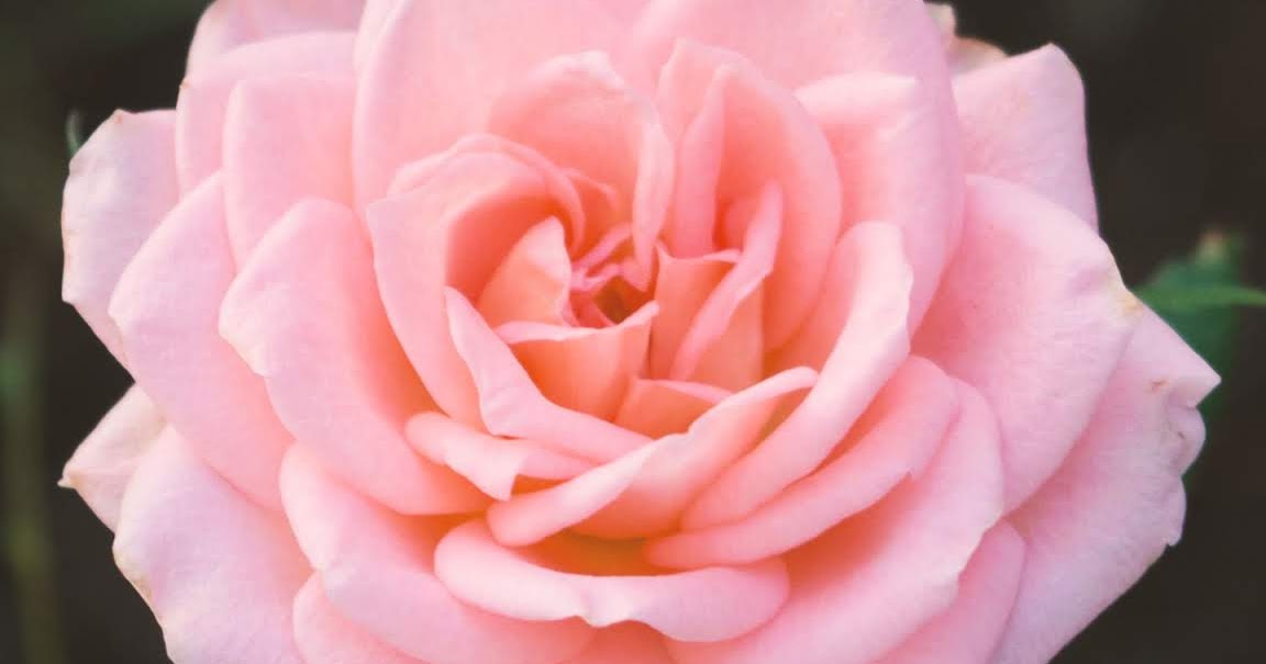 aesthetic pink rose