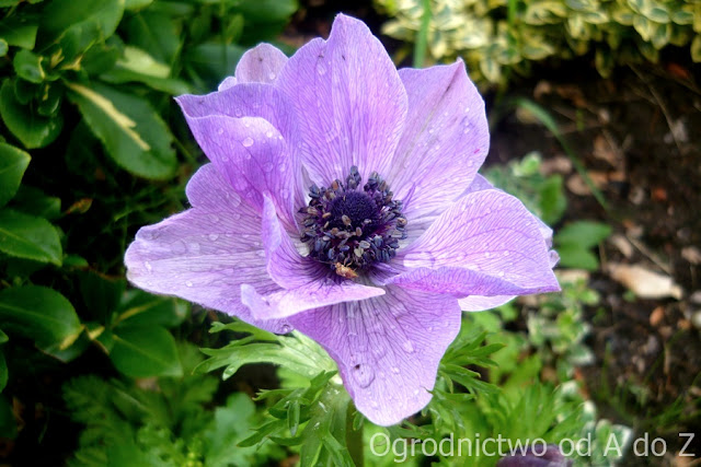 Zawilec wieńcowy Anemone coronaria