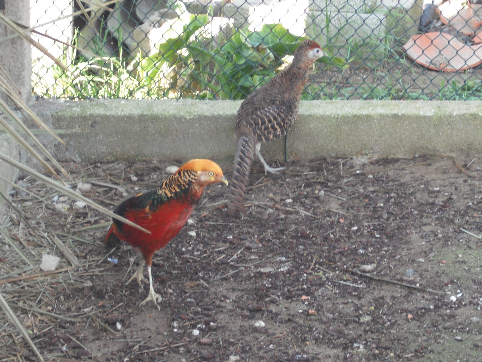 Aves do Fábio: Faisões Dourados