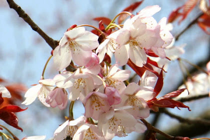 Manfaat Dan Khasiat Bunga Sakura